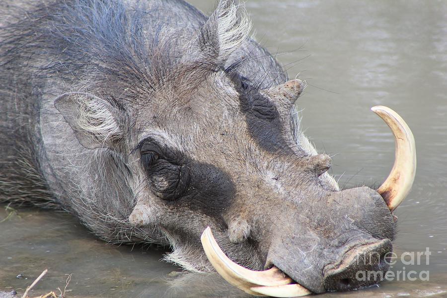Wildlife Photograph - Warthog Sleep by Andries Alberts