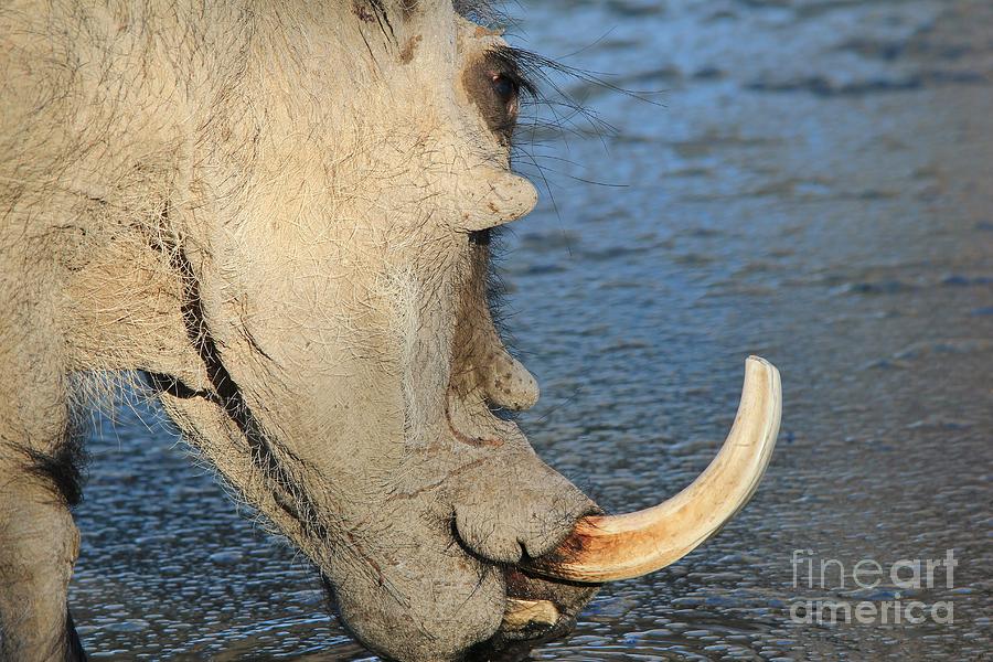 Wildlife Photograph - Warthog Thirst by Andries Alberts