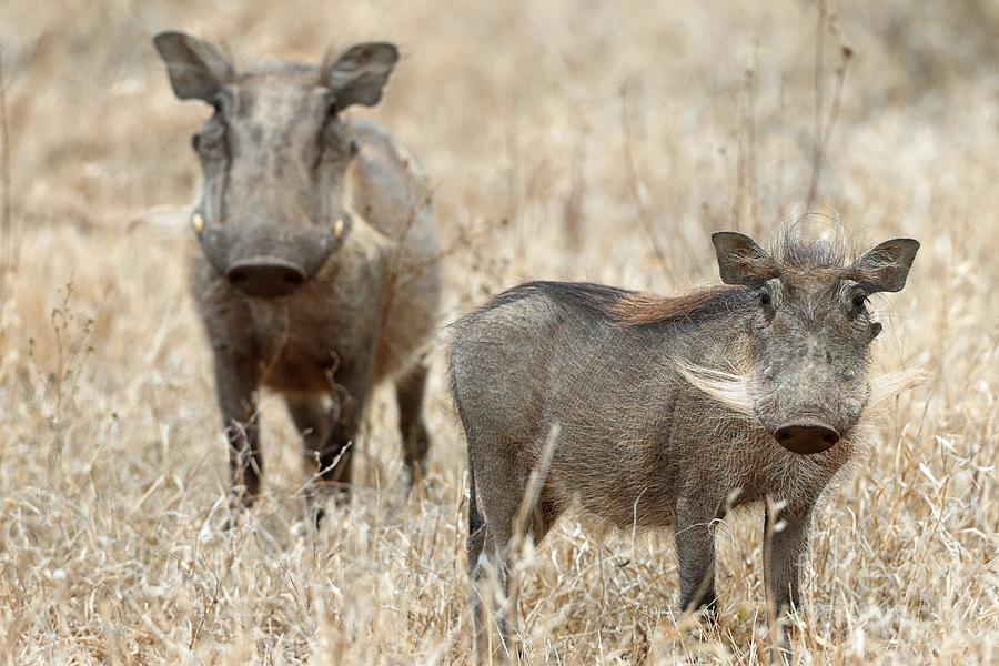 Nature Photograph - Warthogs by Bildagentur-online
