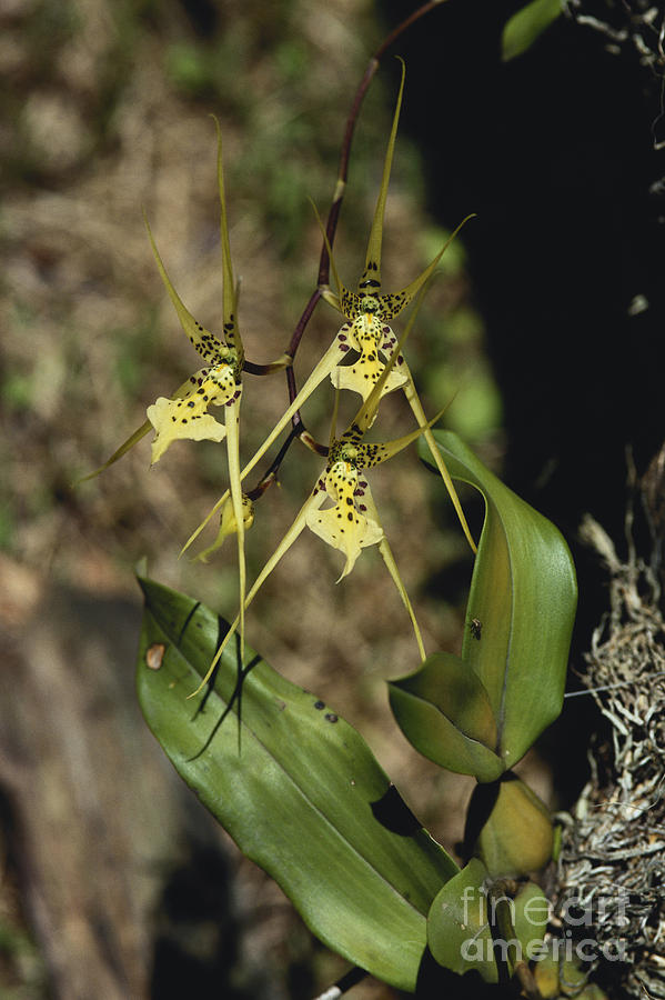 Warty Brassia Orchid Photograph by Gregory G. Dimijian, M.D.