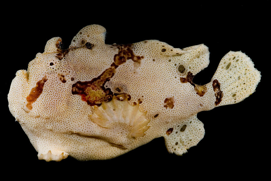 Warty Frogfish Photograph by Dant Fenolio