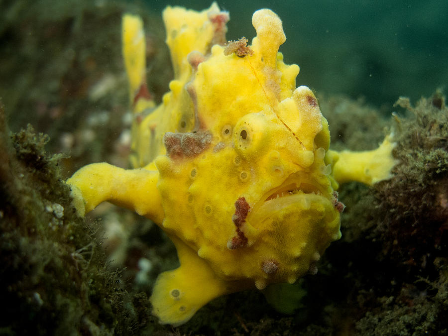 Warty Frogfish Photograph by Nick Everett
