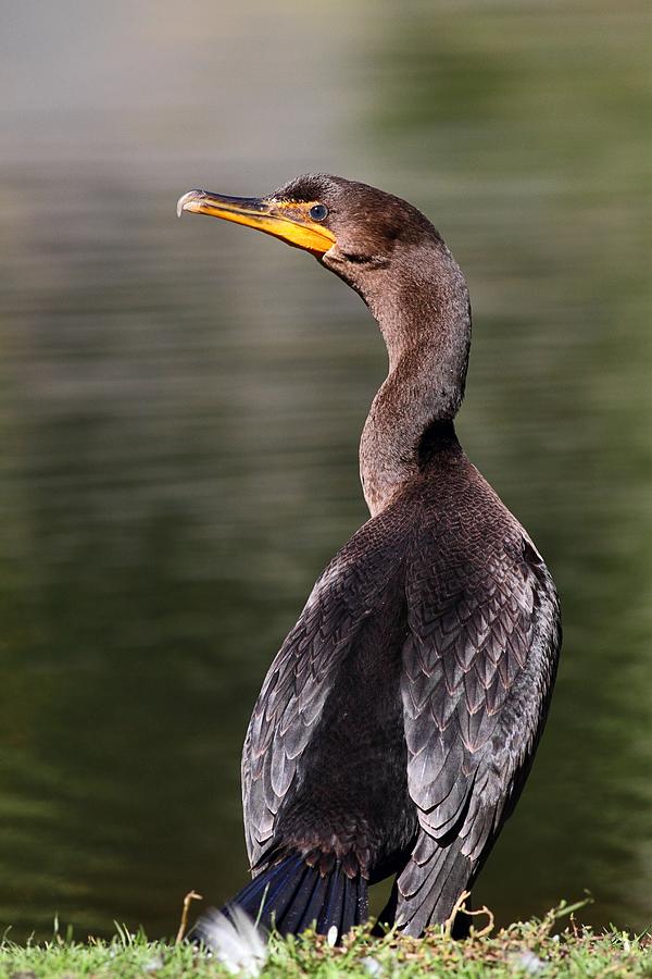 Wary Cormorant Photograph by Mike Farslow