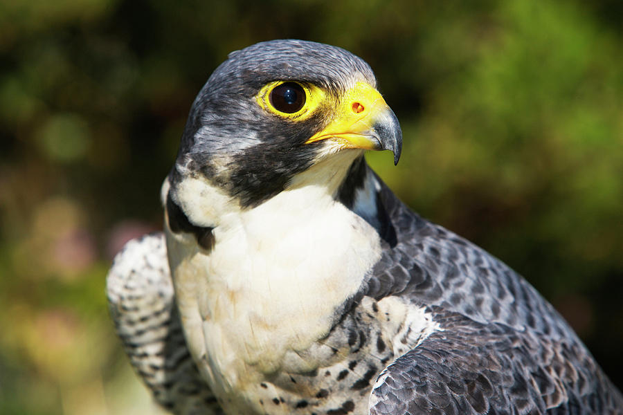 Falcon Photograph - Wary Eye Of Peregrine Falcon by Piperanne Worcester