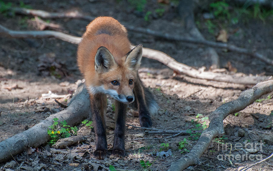 Wary Fox Photograph by Bianca Nadeau