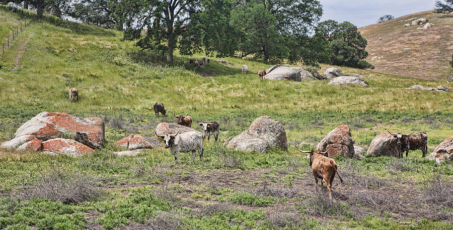 Wary Longhorn Cows Photograph by Gregory Scott