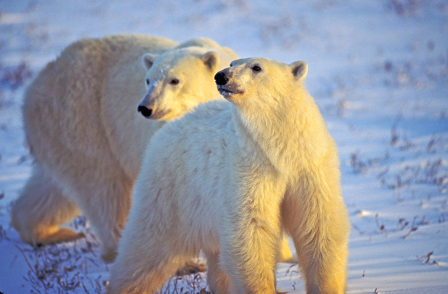 Wary Polar Bears Photograph by Randy Green