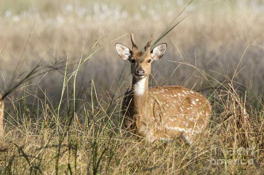 Wary Spotted Deer Photograph by Pravine Chester