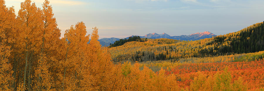 Aspens Photograph - Wasatch Gold by Johnny Adolphson Aspens Photograph - Wasatch Gold by Johnny Adolphson