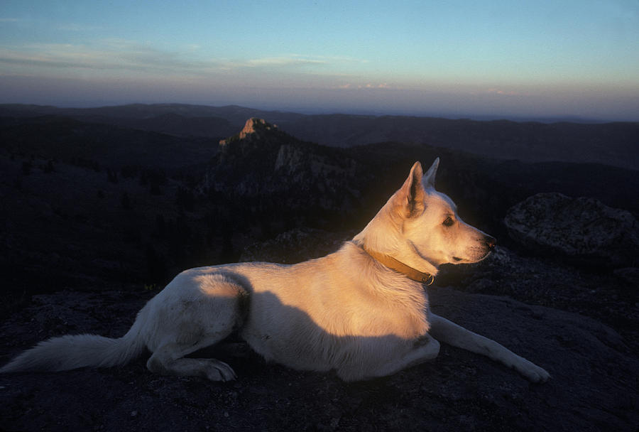 Dog Photograph - Wasatch Mountains by Scott Warren