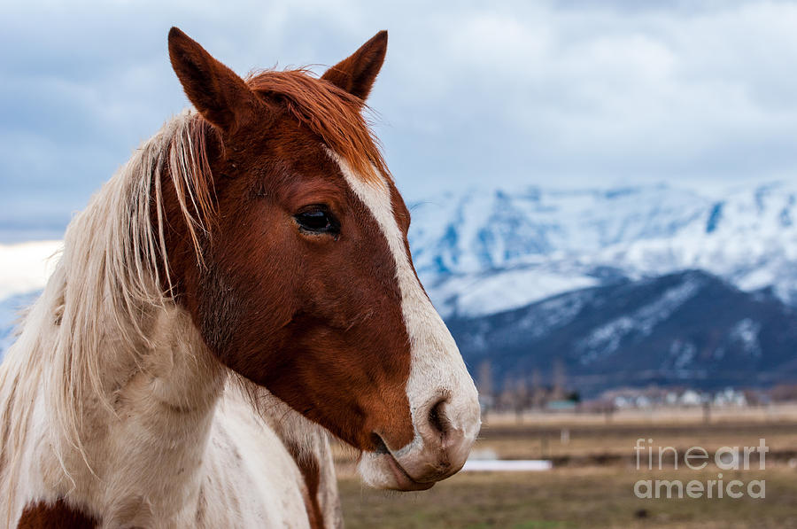 Wasatch Mountains Winter Horse Photograph by Gary Whitton