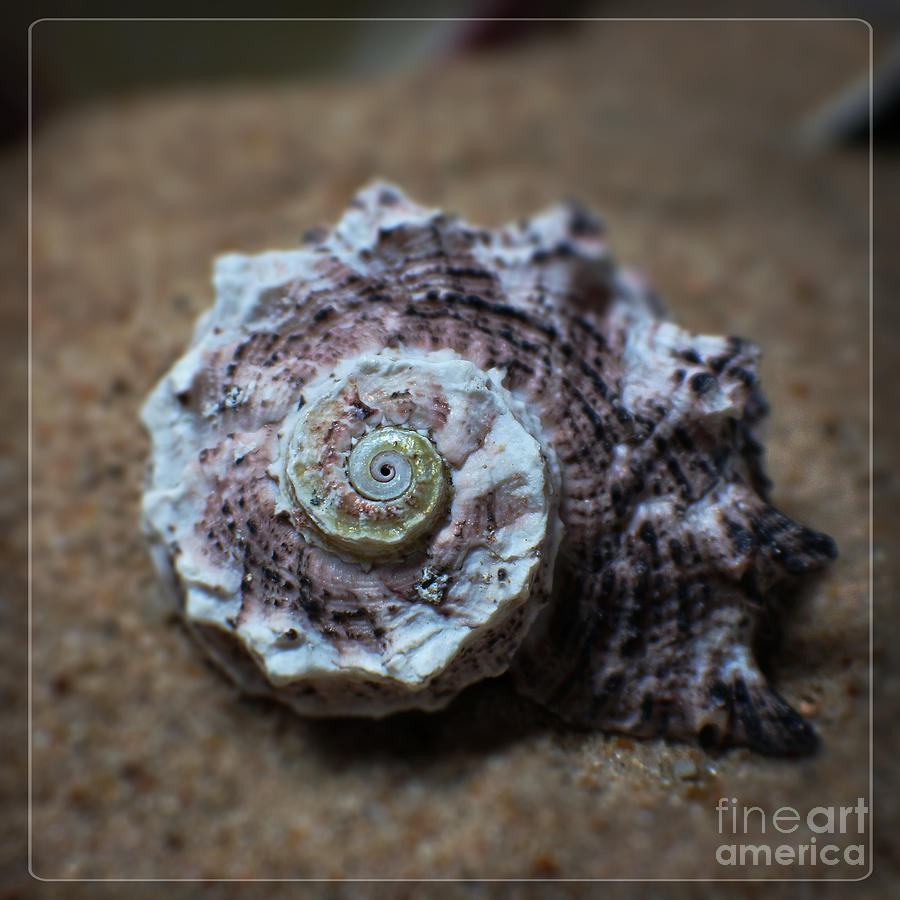 Washed Ashore Seashell Photograph by Ella Kaye Dickey