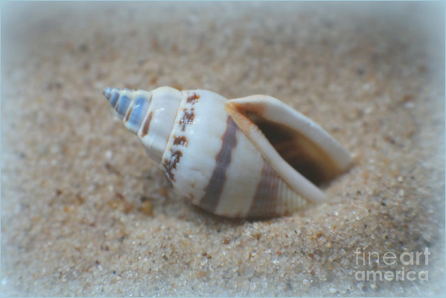 Washed Ashore Seashell Treasure Photograph by Ella Kaye Dickey