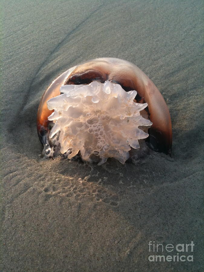 Shell Photograph - Washed Up by M West