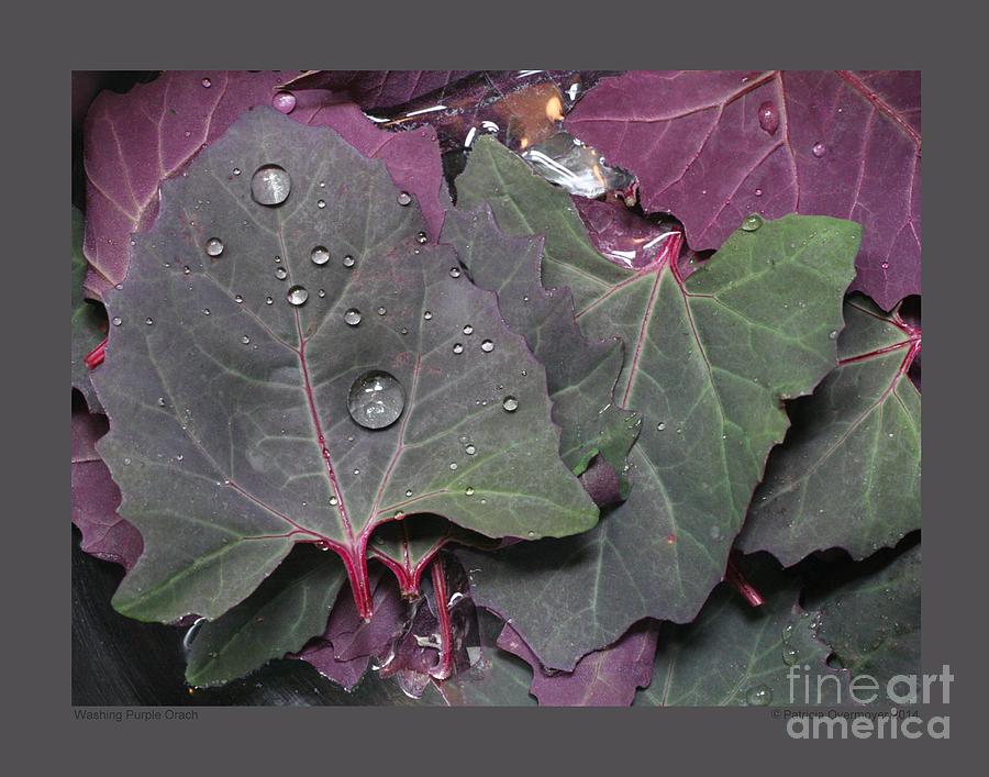 Washing Purple Orach Photograph by Patricia Overmoyer