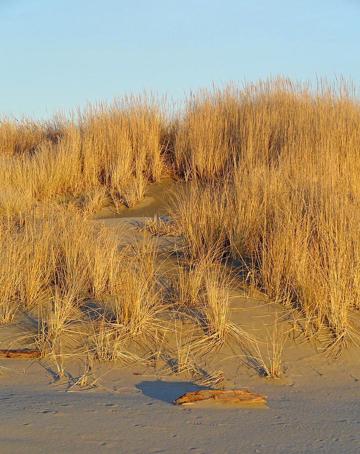 Washington Beach Sand Dune Photograph by Robert Meyers-Lussier
