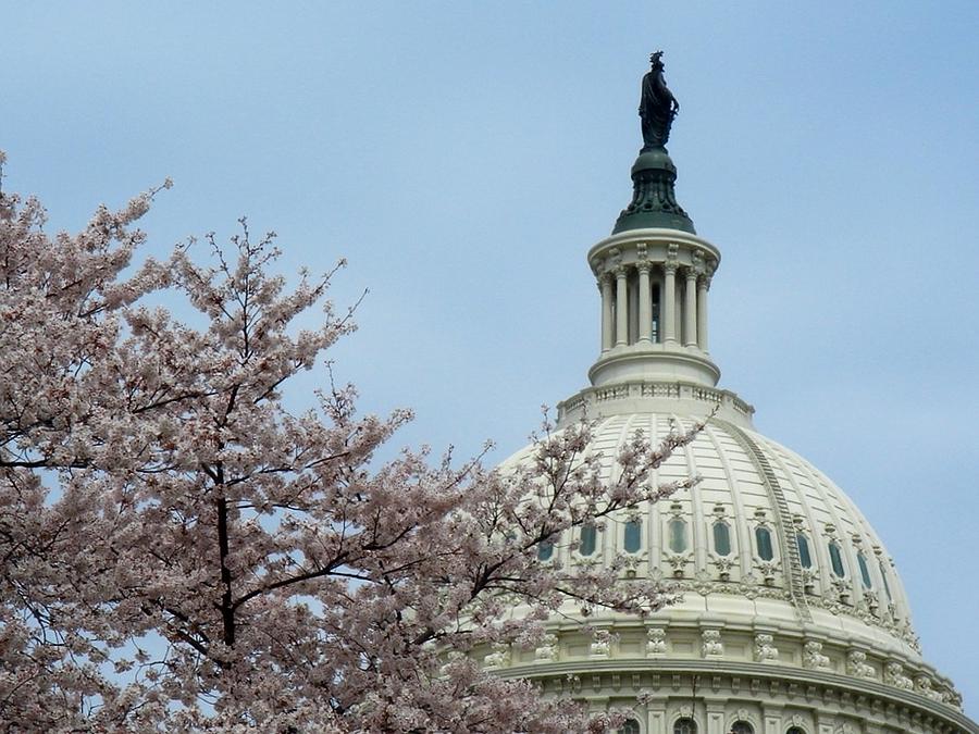 City Photograph - Washington DC Cherry Blossom Capitol by Lois Ivancin Tavaf