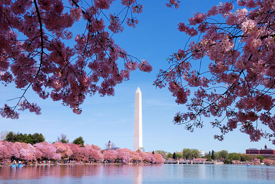 Washington DC cherry blossom Photograph by Songquan Deng