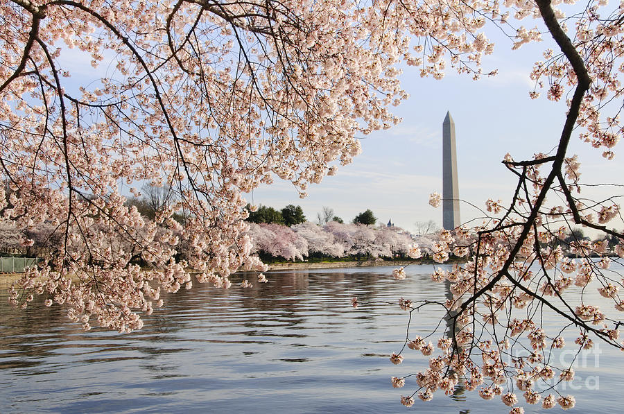 Washington DC cherry blossoms and monument Photograph by Oscar Gutierrez