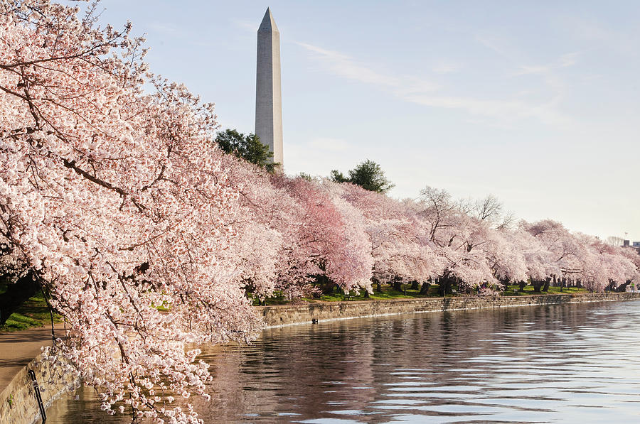 Washington Dc Cherry Blossoms And Photograph by Ogphoto