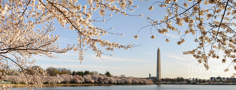 Washington DC Cherry Blossoms and Washington Monument Photograph by Oscar Gutierrez