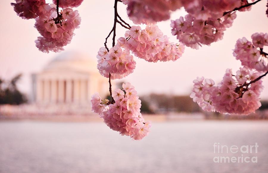 Washington DC Cherry Blossoms Photograph by Jonas Luis