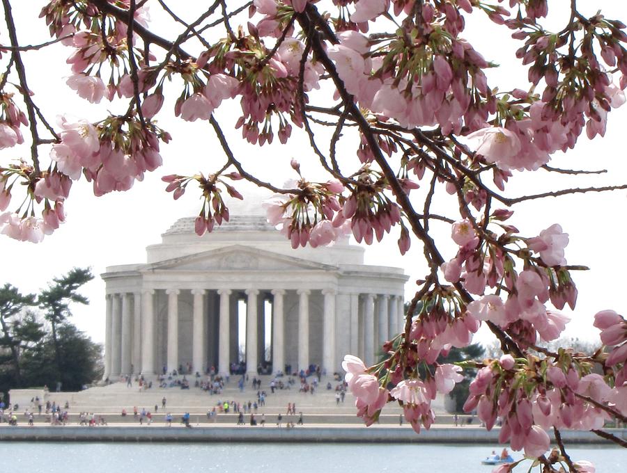 Washington DC in Bloom Photograph by Jennifer Wheatley Wolf