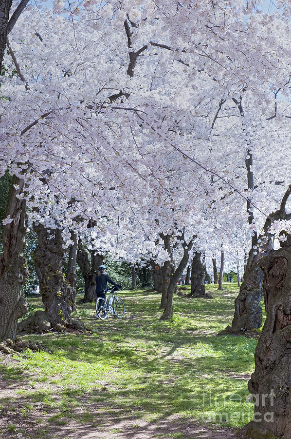 Washington D.c. Photograph - Washington DC Spring Cherry Blossoms Woman Walking Bike  by David Zanzinger