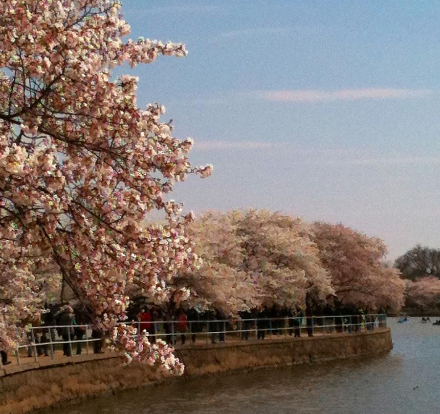tidal basin cherry blossoms