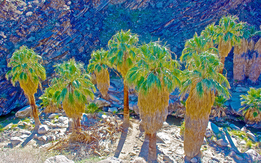 Washington Fan Palms in Lower Palm Canyon in Indian Canyons near Palm