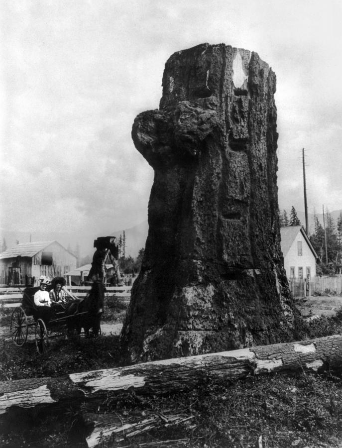 Washington Fir Stump Photograph by Granger