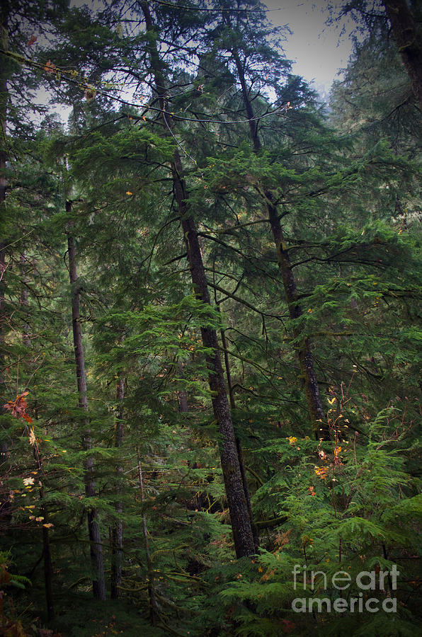 Fall Photograph - Washington Forest by Tina W