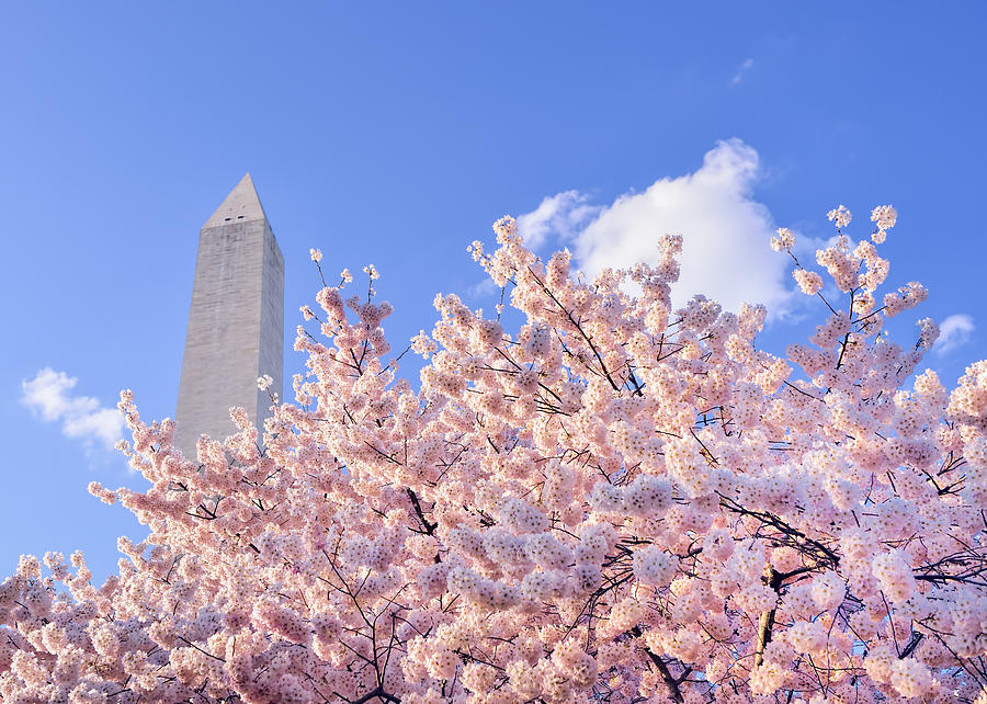 Washington Memorial Blossoms Photograph by Bill Dodsworth