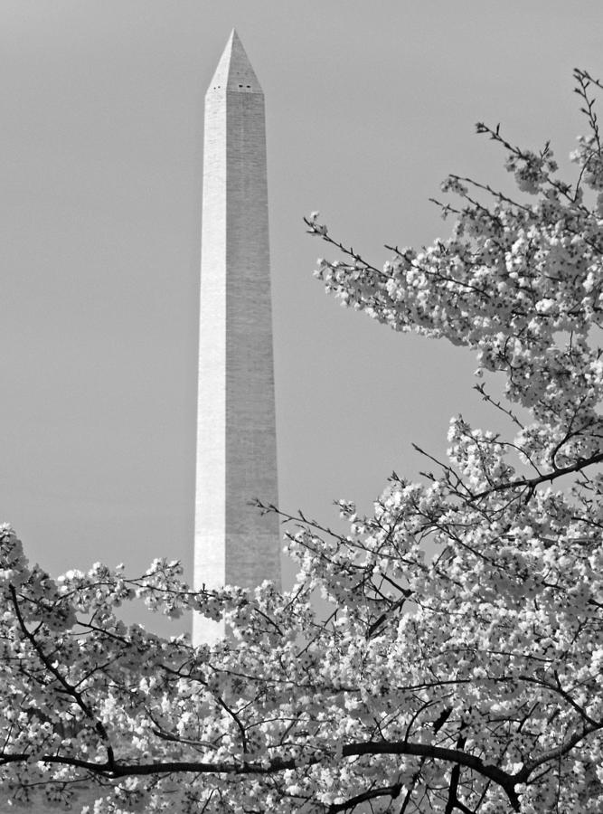 Washington Monument Amidst the Cherry Blossoms Photograph by Emmy Vickers