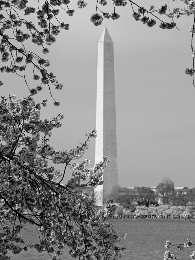 Washington Monument and Cherry Blossoms in April Photograph by Emmy Vickers