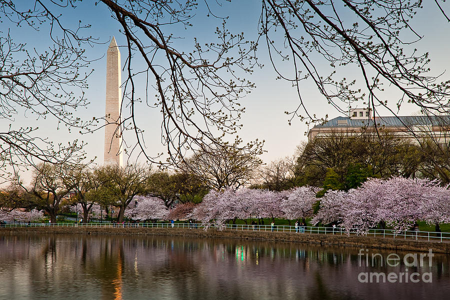 Washington Monument and Cherry Blossoms Photograph by Susan Cole Kelly