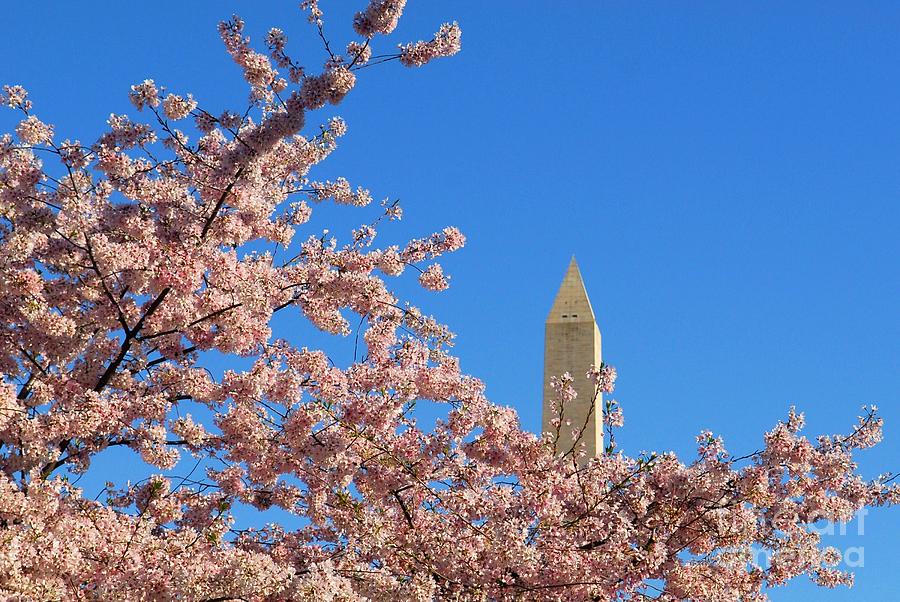 Washington Monument and Cherry Blossoms Photograph by Willie Harper