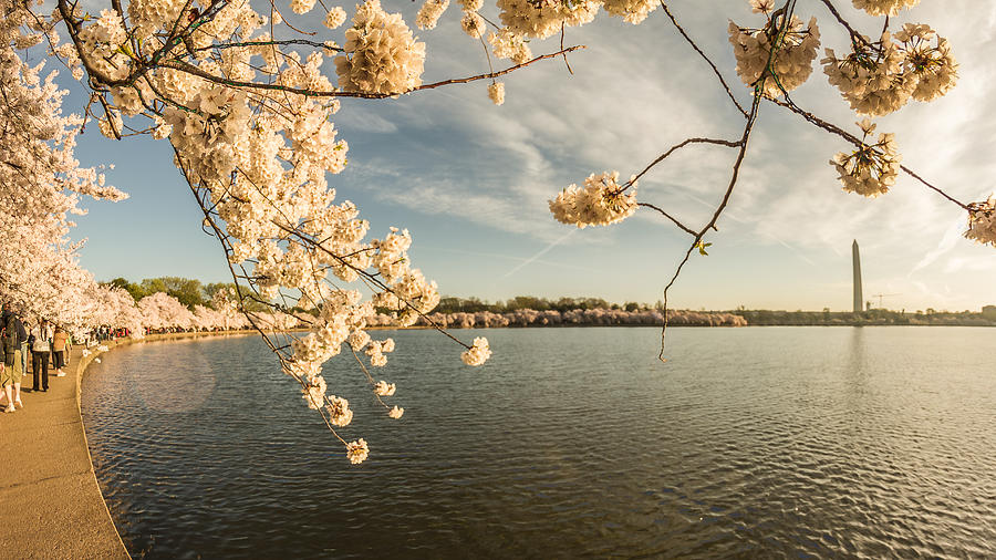Washington Monument Photograph - Washington Monument at Cherry Blossoms by SAURAVphoto Online Store