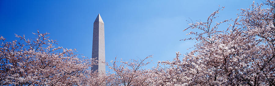 Spring Photograph - Washington Monument Behind Cherry by Panoramic Images
