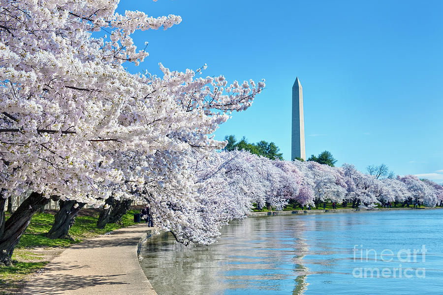 Washington Monument Cherry Blossom trees Tidal Basin Photograph by David Zanzinger