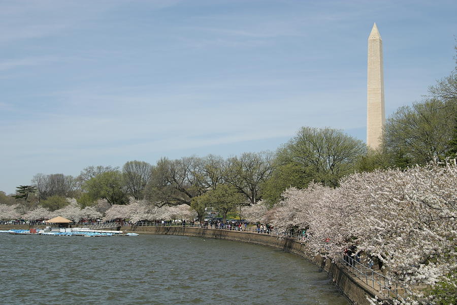 Tree Photograph - Washington Monument - Cherry Blossoms - Washington DC - 011312 by DC Photographer