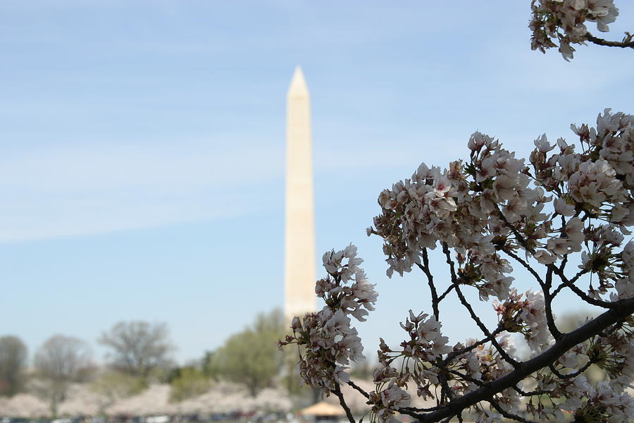 Tree Photograph - Washington Monument - Cherry Blossoms - Washington DC - 011313 by DC Photographer