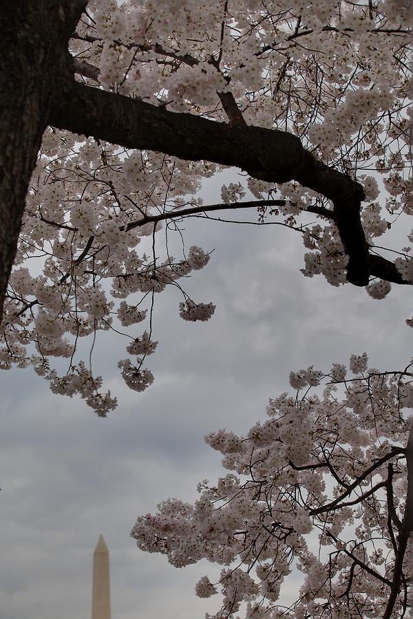 Flower Photograph - Washington Monument - Cherry Blossoms - Washington DC - 011318 by DC Photographer