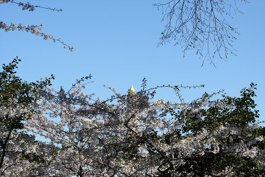 Tree Photograph - Washington Monument - Cherry Blossoms - Washington DC - 01132 by DC Photographer
