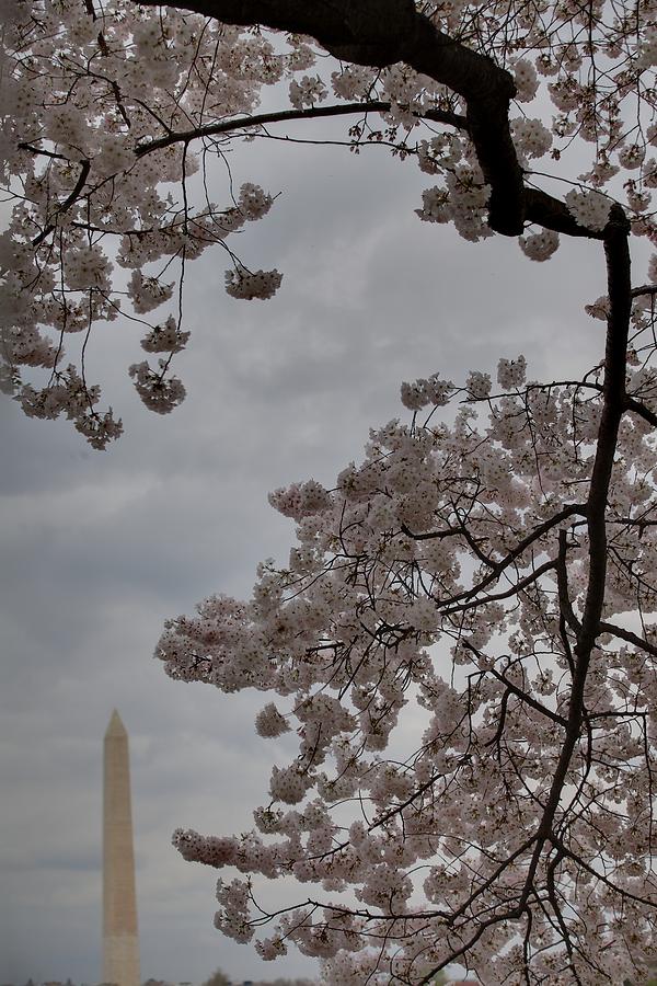 Flower Photograph - Washington Monument - Cherry Blossoms - Washington DC - 011321 by DC Photographer