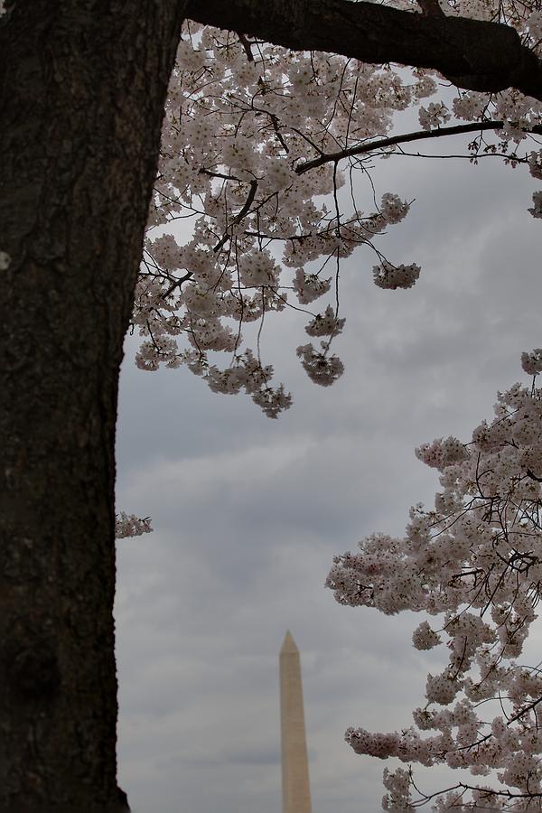 Flower Photograph - Washington Monument - Cherry Blossoms - Washington DC - 011322 by DC Photographer