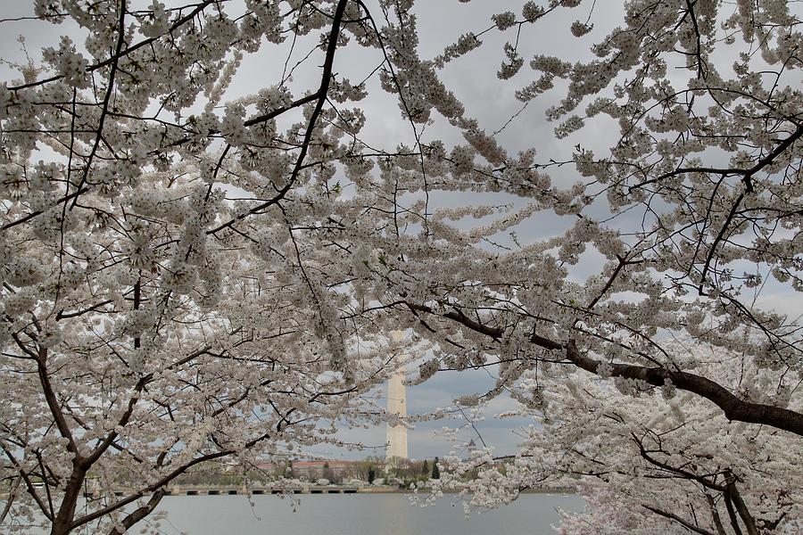 Flower Photograph - Washington Monument - Cherry Blossoms - Washington DC - 011323 by DC Photographer