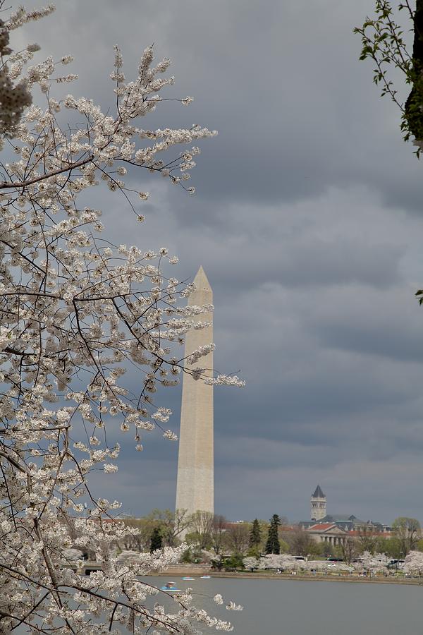 Flower Photograph - Washington Monument - Cherry Blossoms - Washington DC - 011324 by DC Photographer