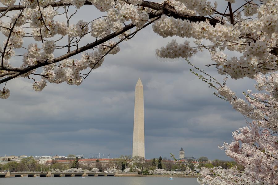 Flower Photograph - Washington Monument - Cherry Blossoms - Washington DC - 011326 by DC Photographer
