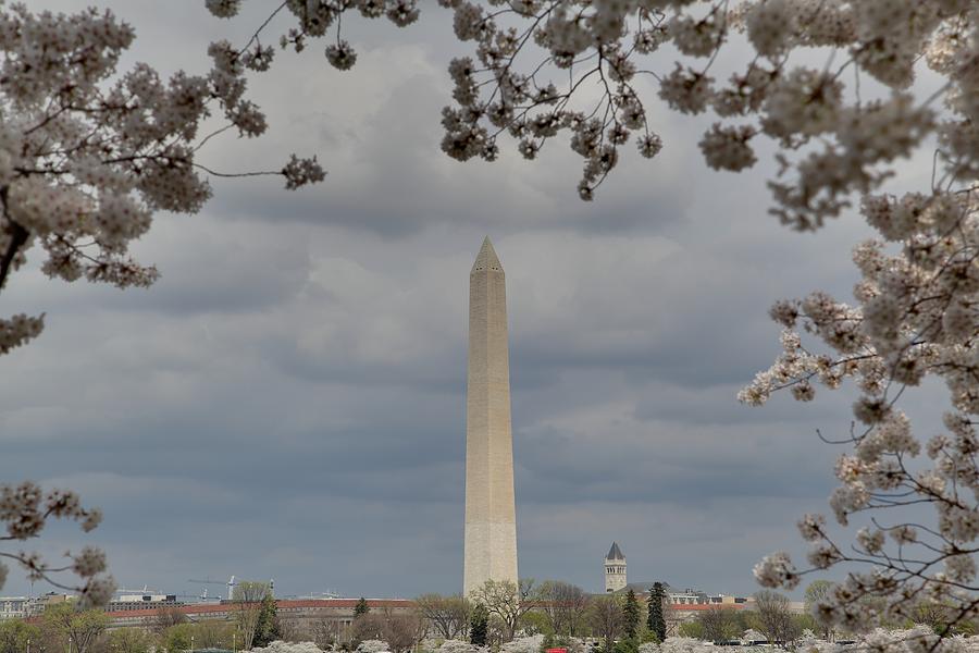 Washington Monument - Cherry Blossoms - Washington DC - 011327 Photograph by DC Photographer